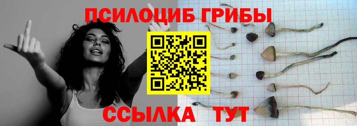 Кашира  Псилоцибиновые грибы мицелий  Псилоцибиновые грибы ЛСД  Вход с VPN 
